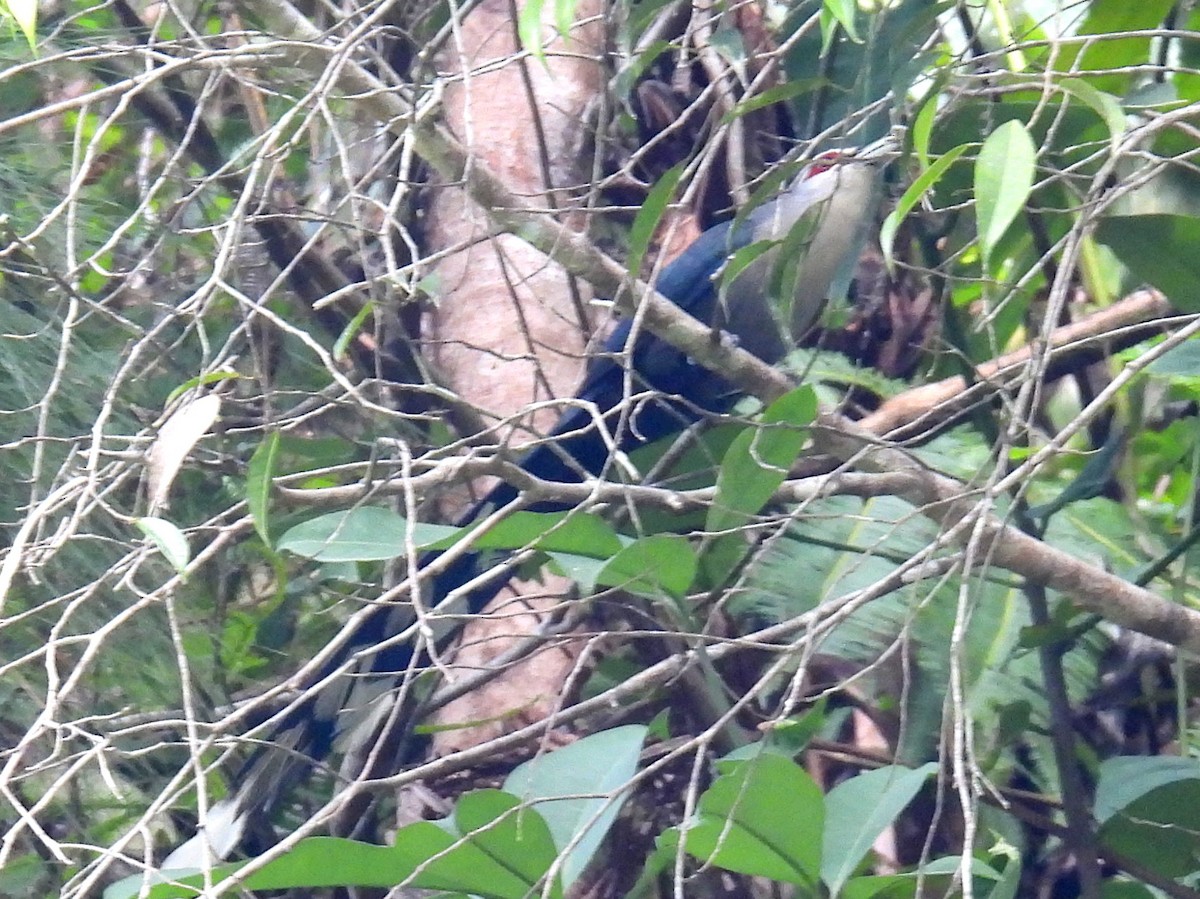 Green-billed Malkoha - ML623470692