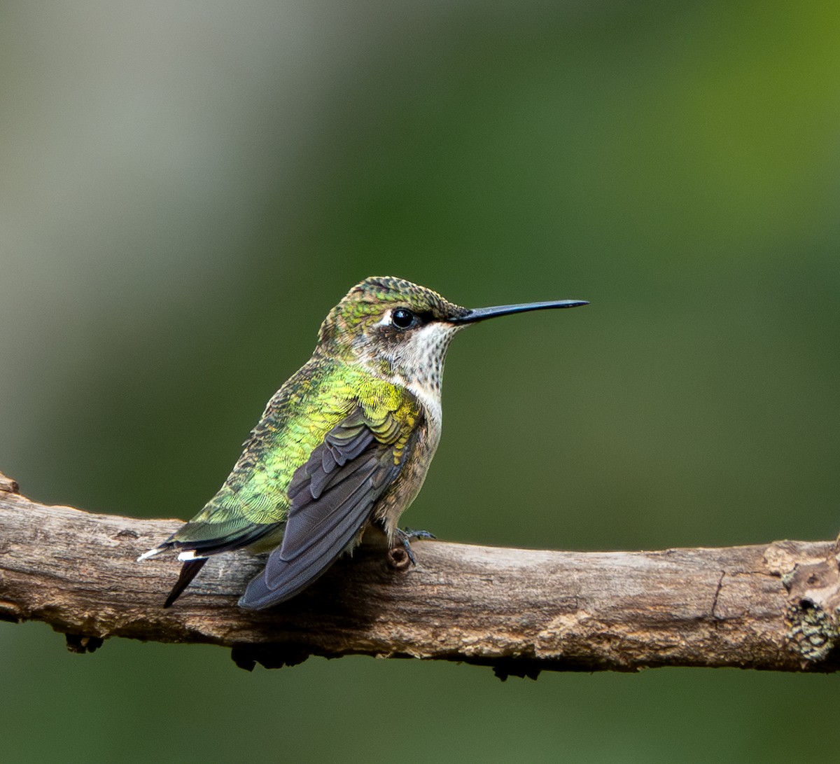 Ruby-throated Hummingbird - ML623470720