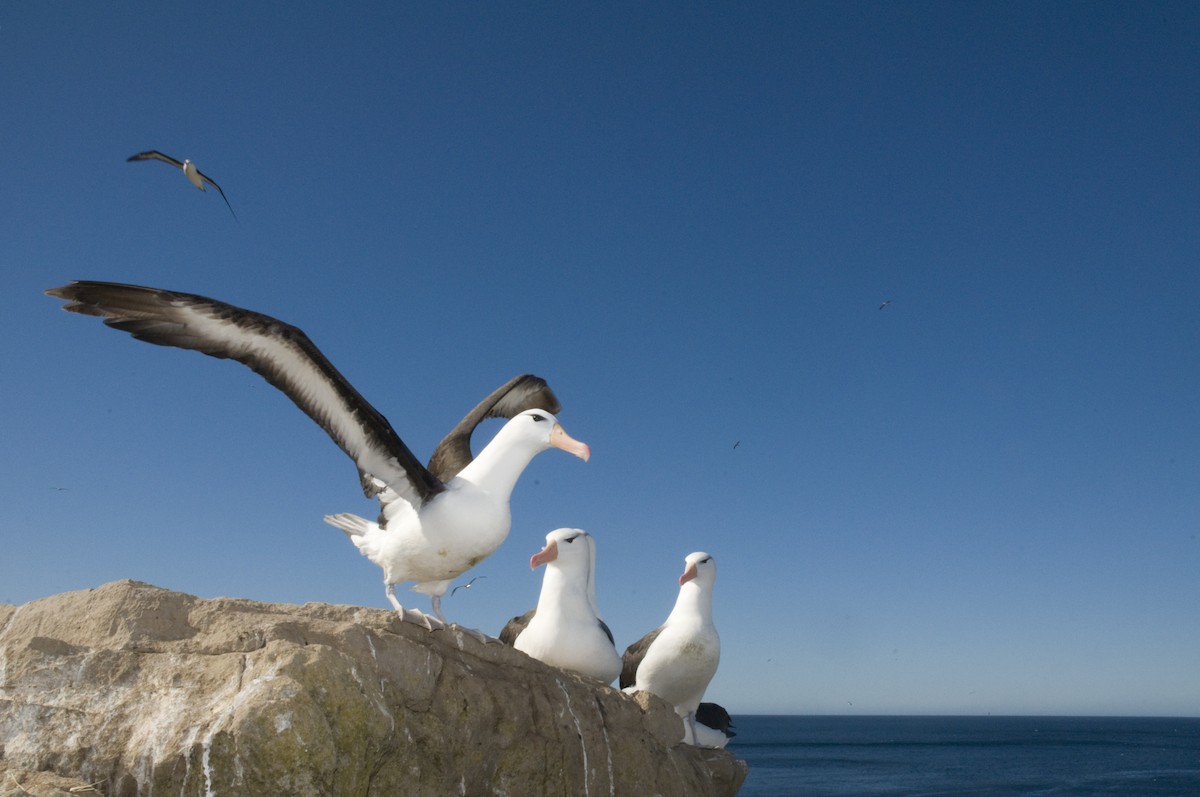 Black-browed Albatross - Laurence Green