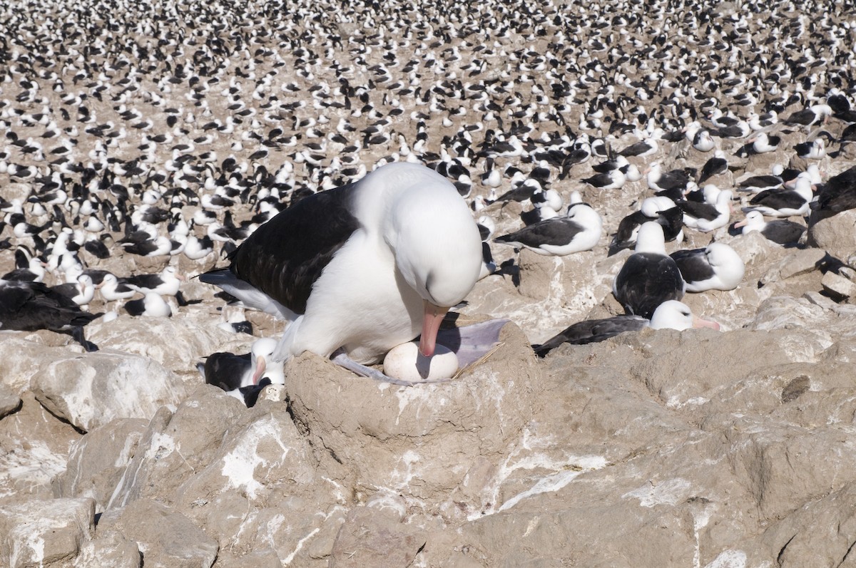 Black-browed Albatross - Laurence Green