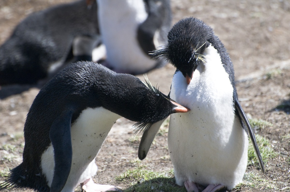 Southern Rockhopper Penguin - ML623470731