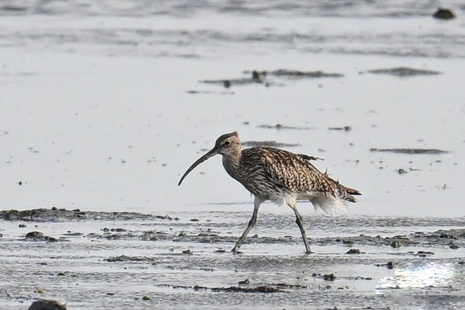 Eurasian Curlew - ML623470800