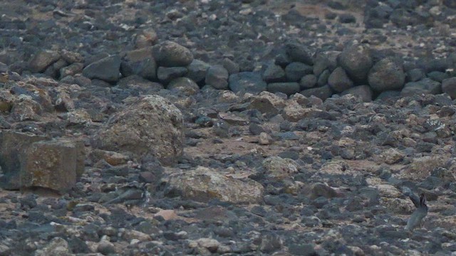 Barbary Partridge - ML623470805