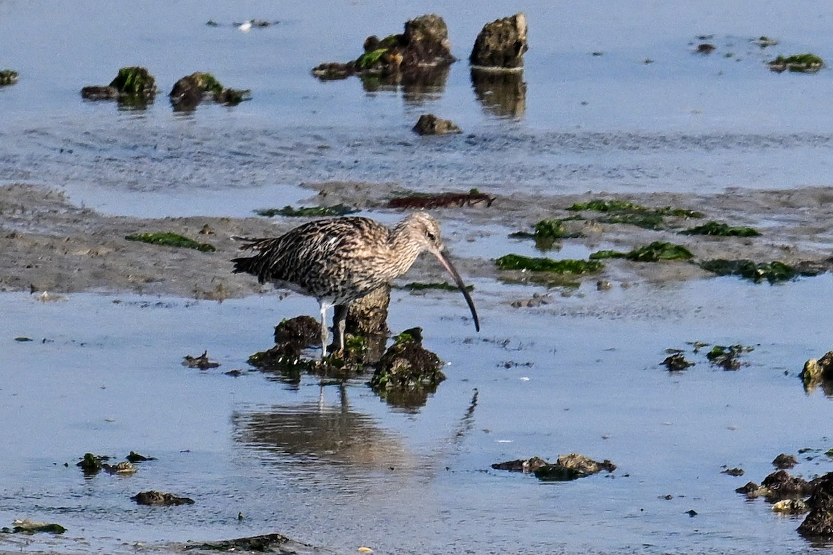 Eurasian Curlew - ML623470875