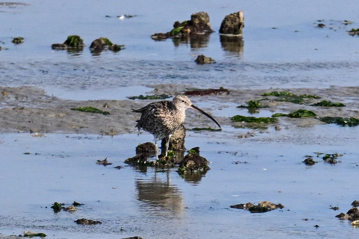 Eurasian Curlew - ML623470882