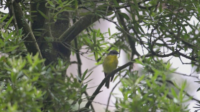 Eastern Yellow Robin - ML623470894