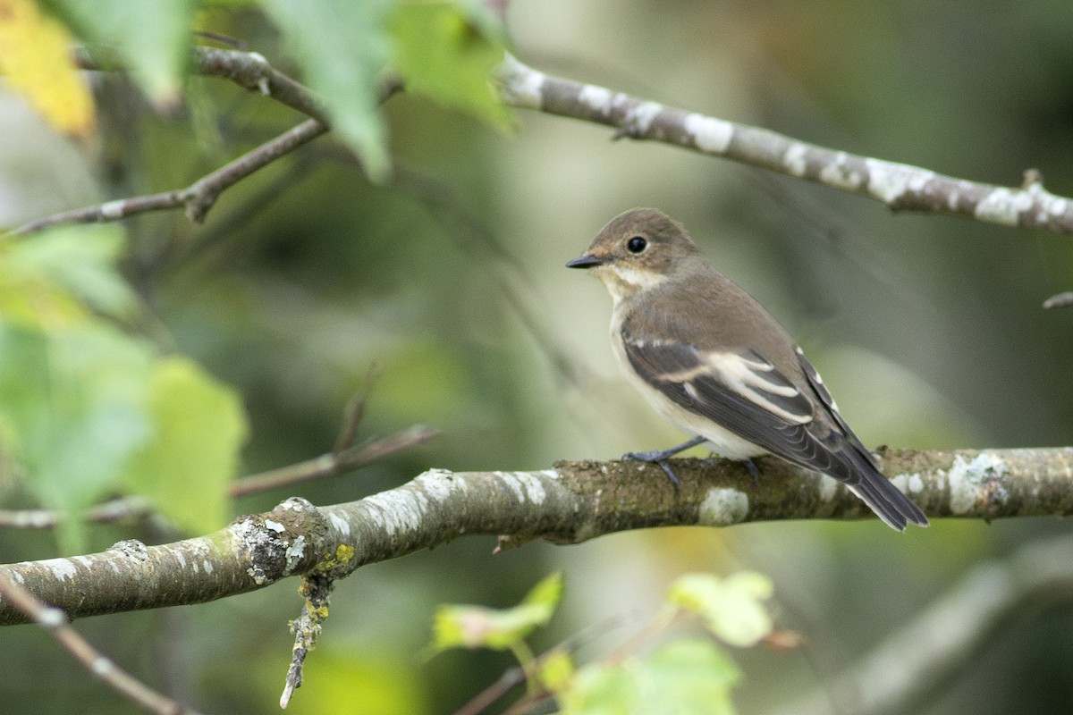 European Pied Flycatcher - ML623470929