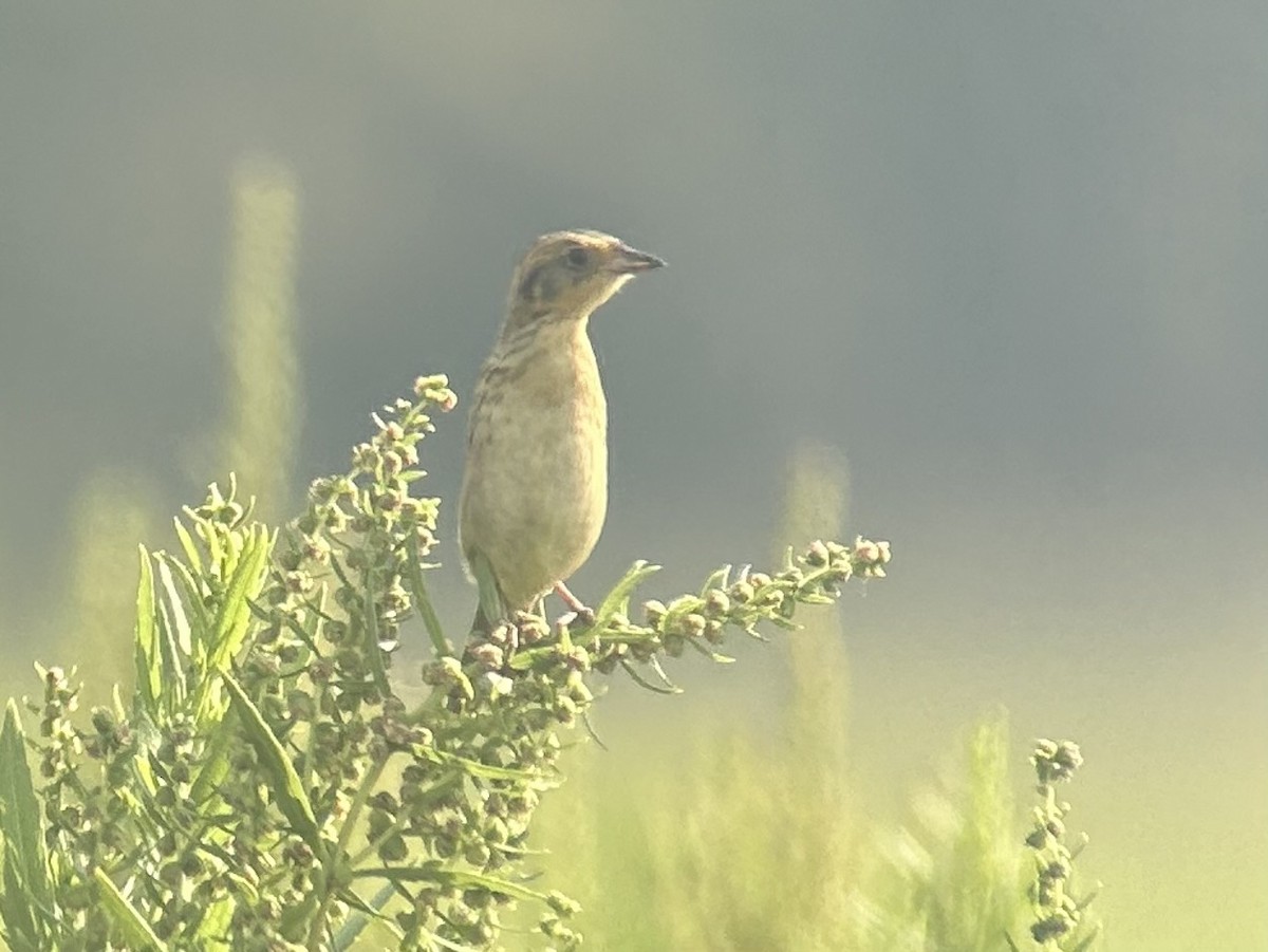 Saltmarsh Sparrow - ML623470943