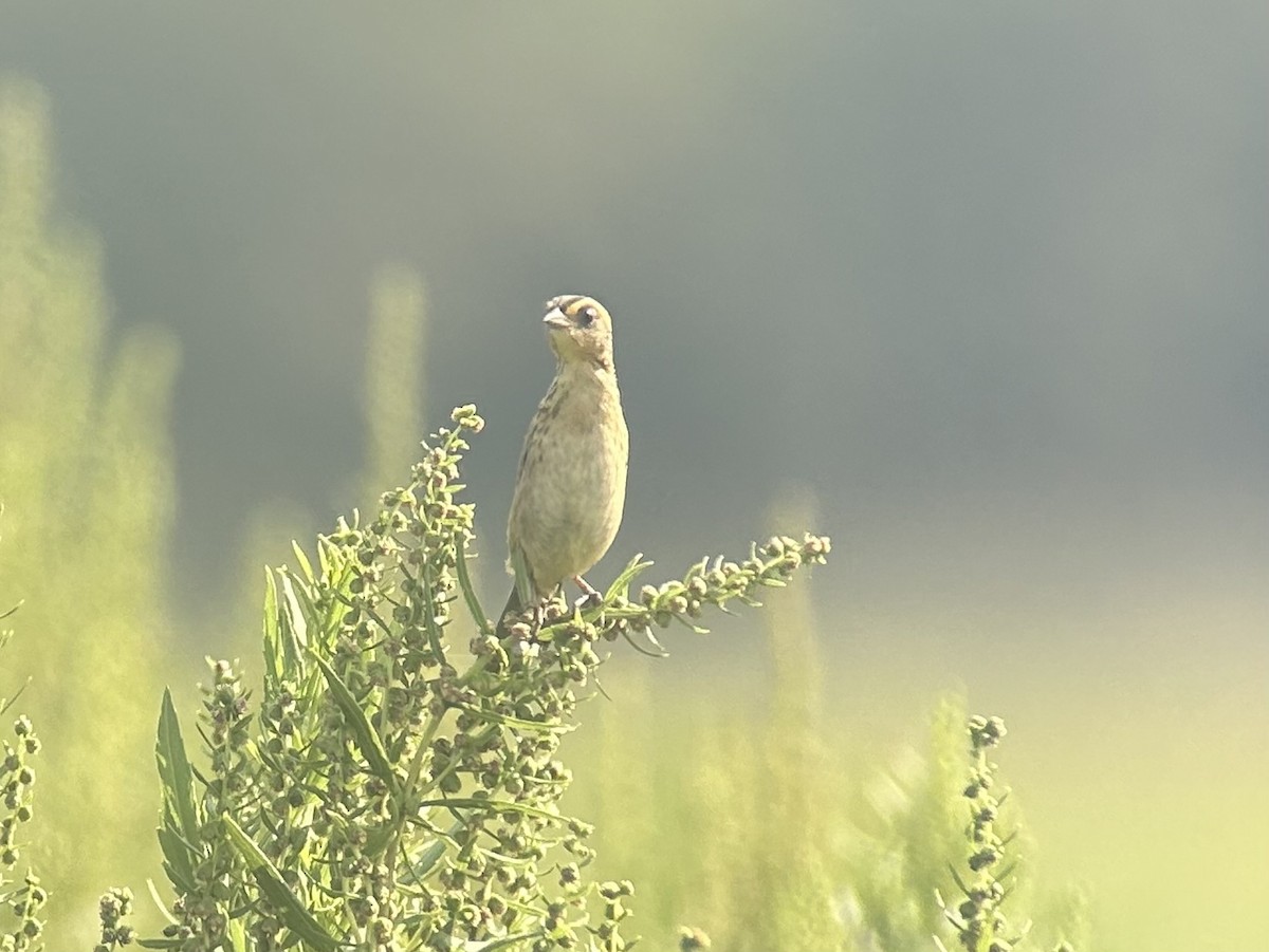 Saltmarsh Sparrow - ML623470944