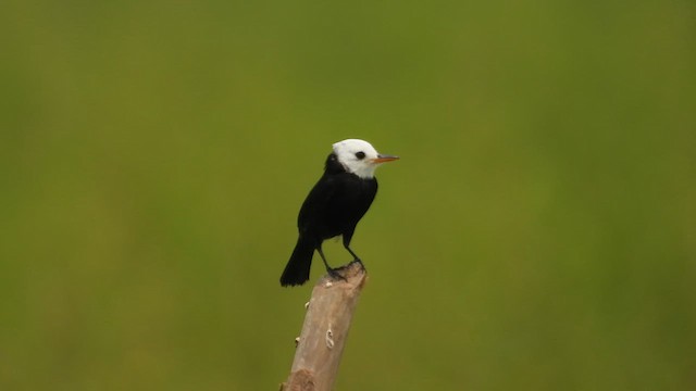White-headed Marsh Tyrant - ML623470959
