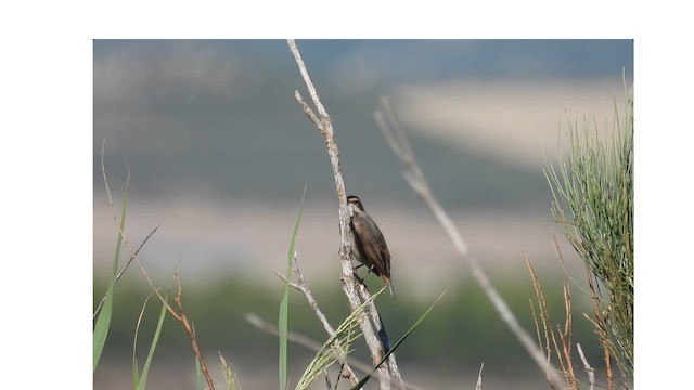 Сондорт гургалдай - ML623470960