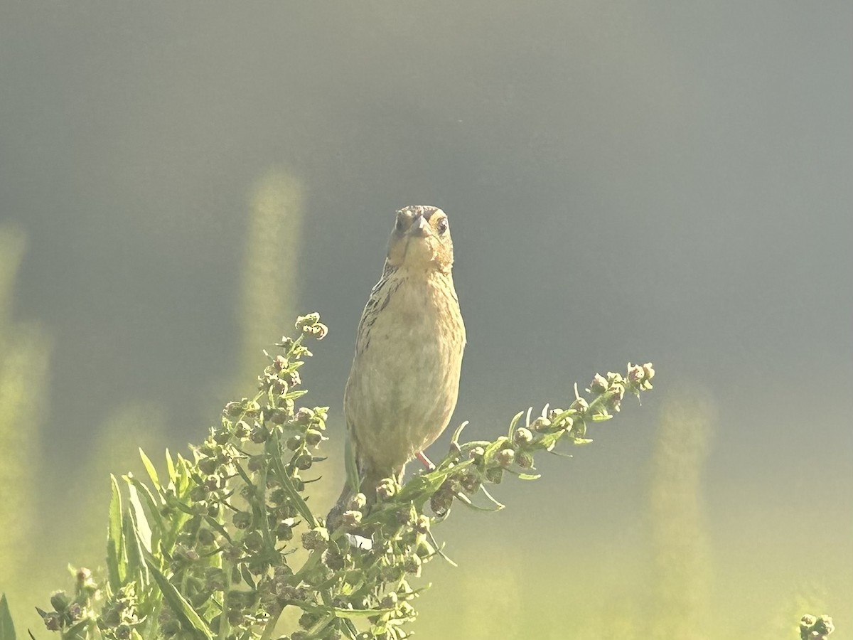 Saltmarsh Sparrow - ML623470965