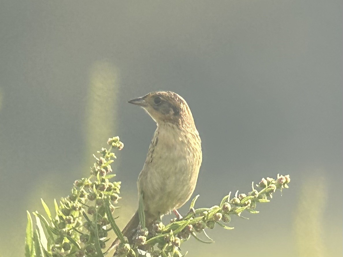 Saltmarsh Sparrow - Matthew Garvey