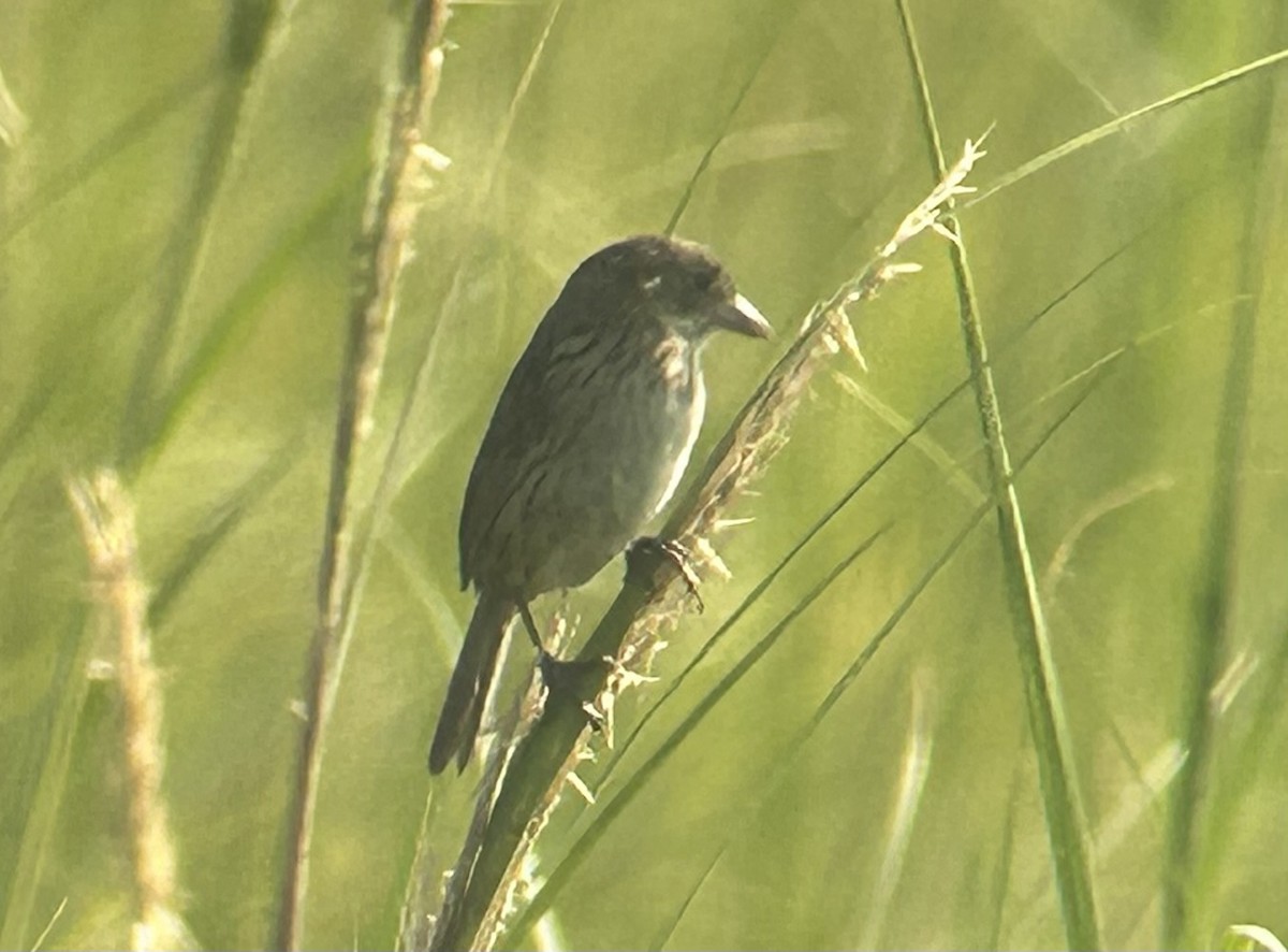 Seaside Sparrow (Atlantic) - ML623470969