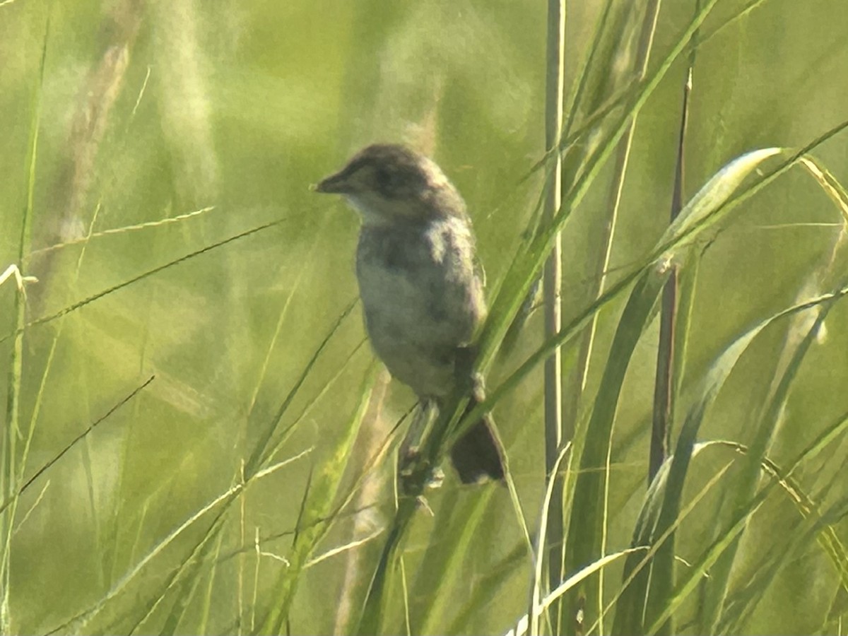 Seaside Sparrow (Atlantic) - ML623470970