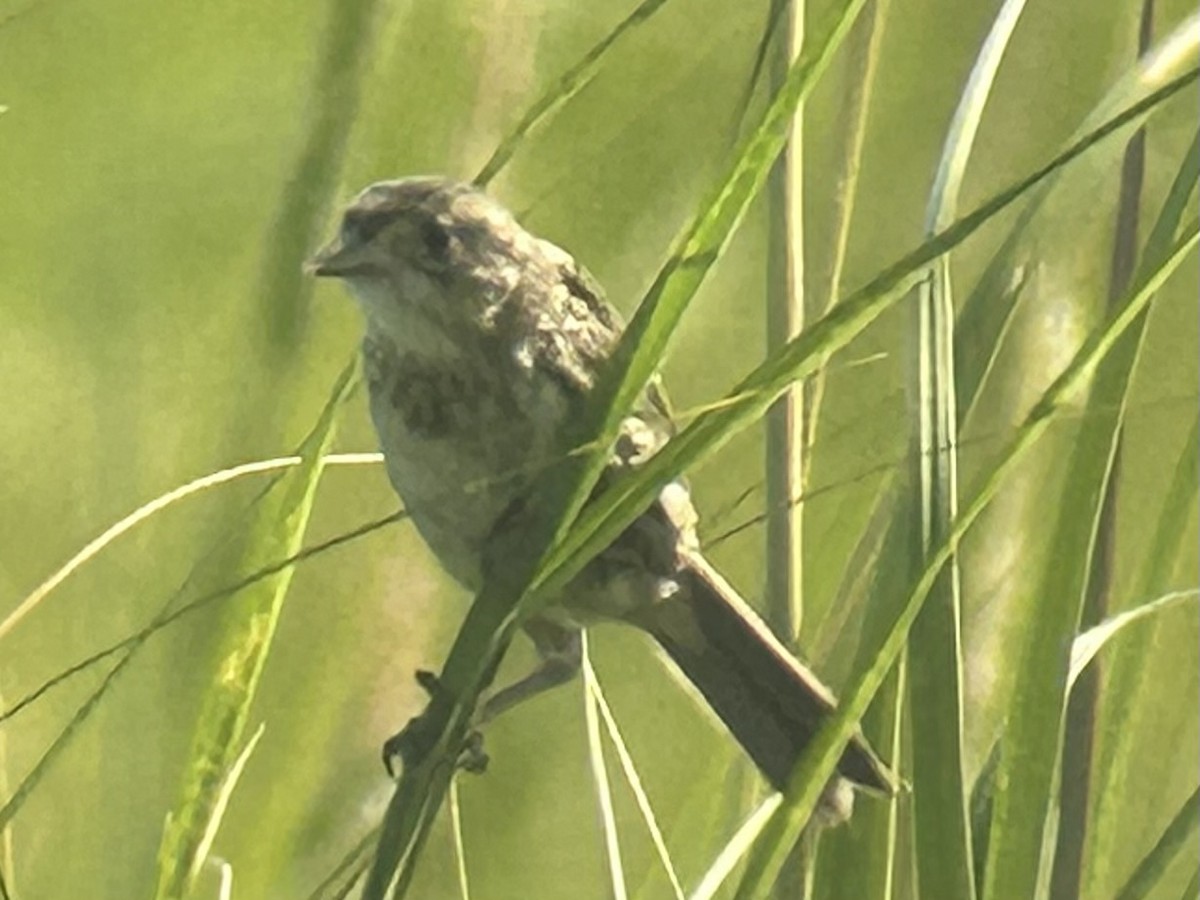 Seaside Sparrow (Atlantic) - ML623470971