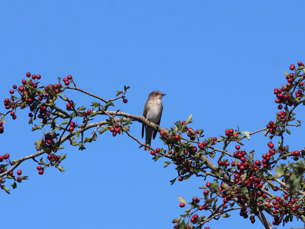 Spotted Flycatcher - ML623470978