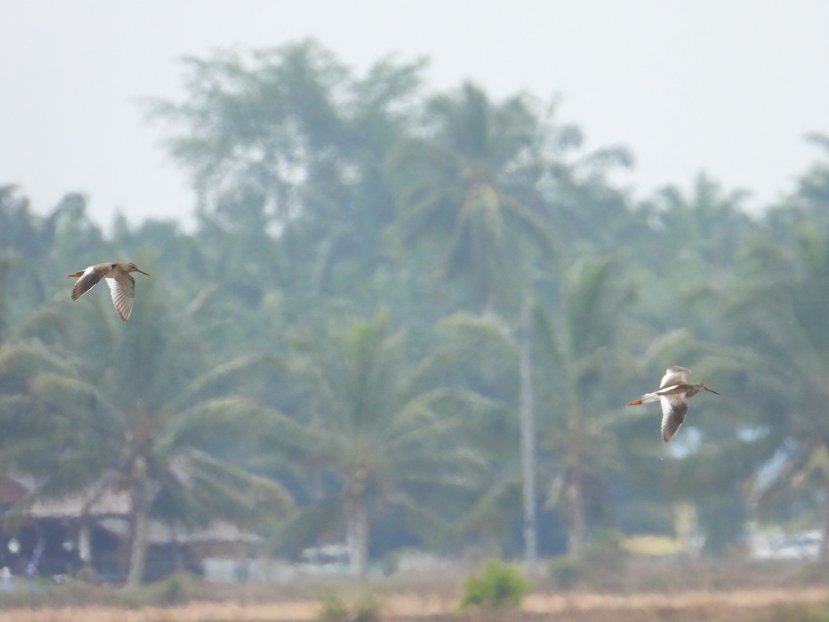 Common Redshank - ML623470988