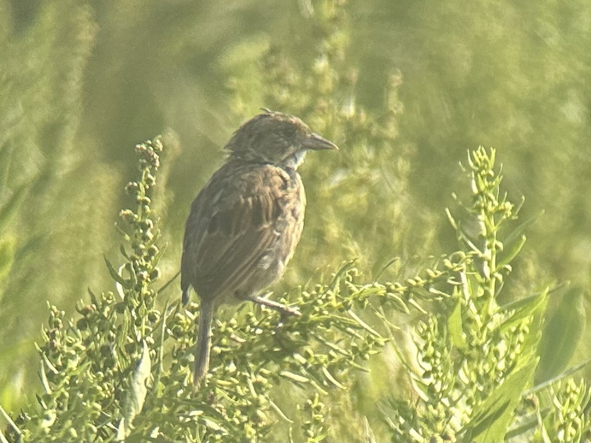 Seaside Sparrow (Atlantic) - ML623470997