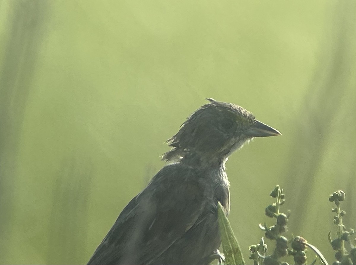 Seaside Sparrow (Atlantic) - ML623470998