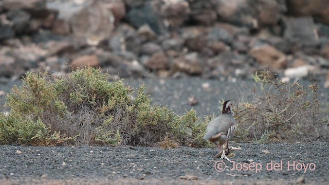 Barbary Partridge - ML623471000