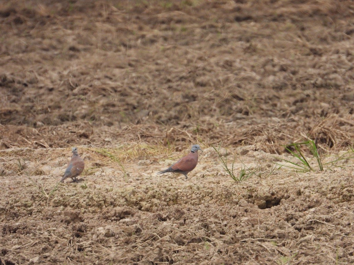 Red Collared-Dove - ML623471016