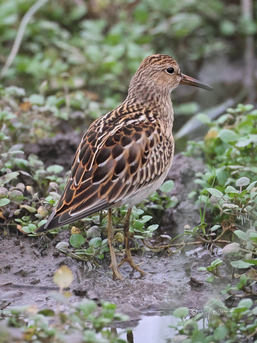 Pectoral Sandpiper - ML623471018