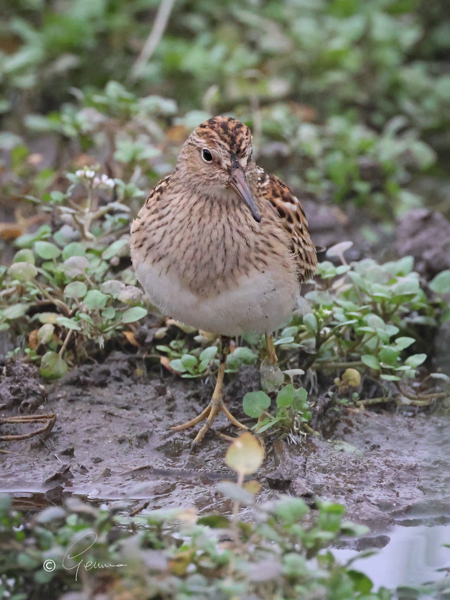 Pectoral Sandpiper - Gemma Kelleher