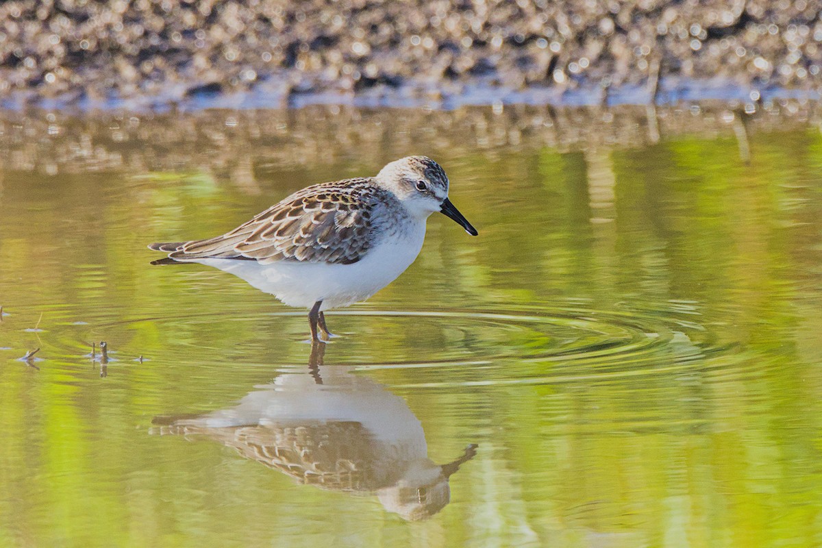 Semipalmated Sandpiper - ML623471026