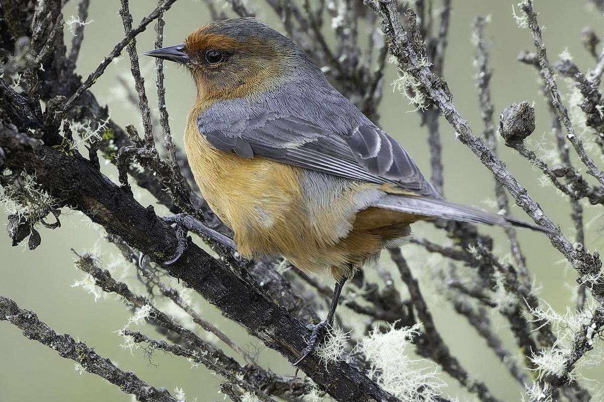 Rufous-browed Conebill - ML623471046