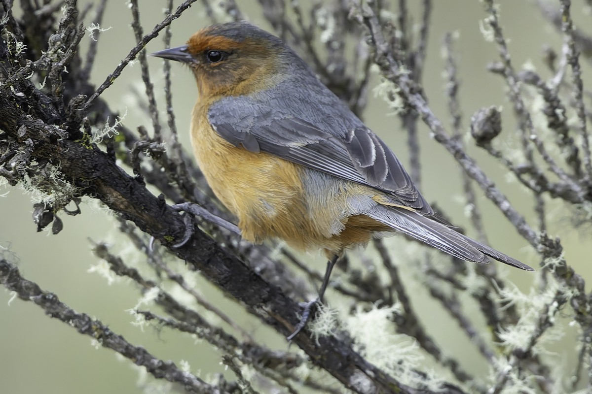 Rufous-browed Conebill - ML623471047