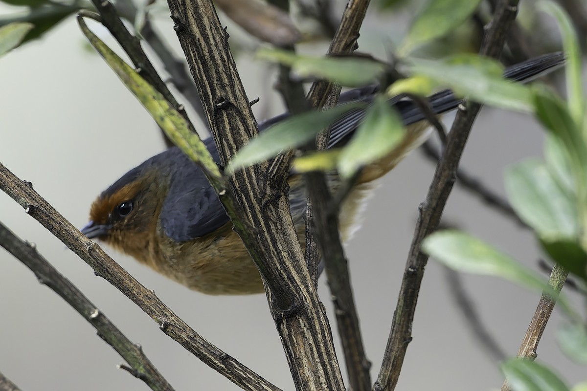 Rufous-browed Conebill - ML623471048