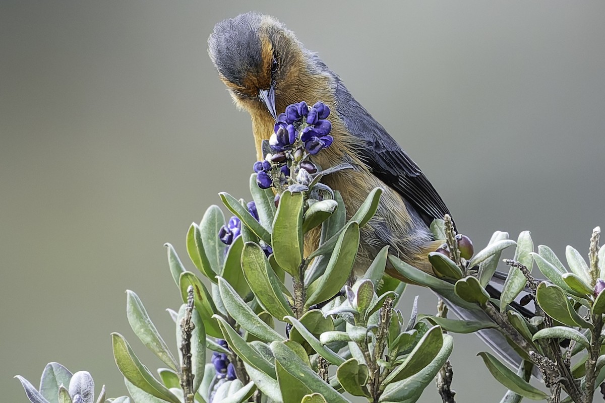 Rufous-browed Conebill - Grant Price