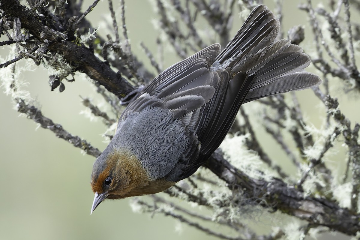 Rufous-browed Conebill - ML623471051