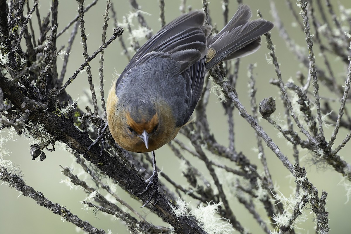 Rufous-browed Conebill - ML623471052