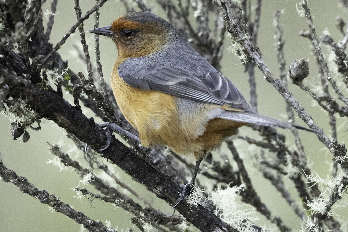 Rufous-browed Conebill - ML623471053