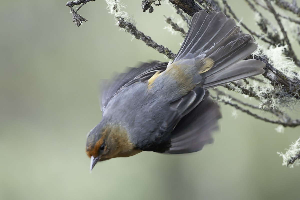 Rufous-browed Conebill - ML623471054