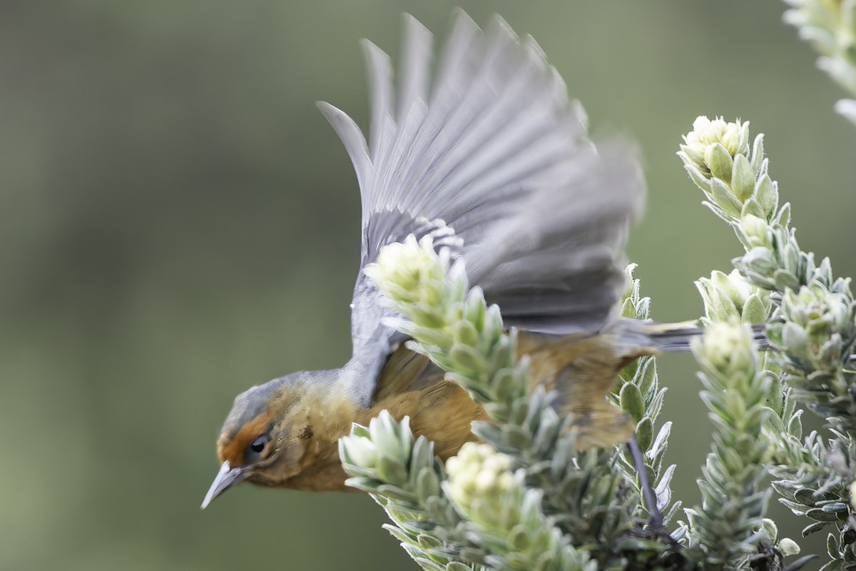 Rufous-browed Conebill - ML623471055