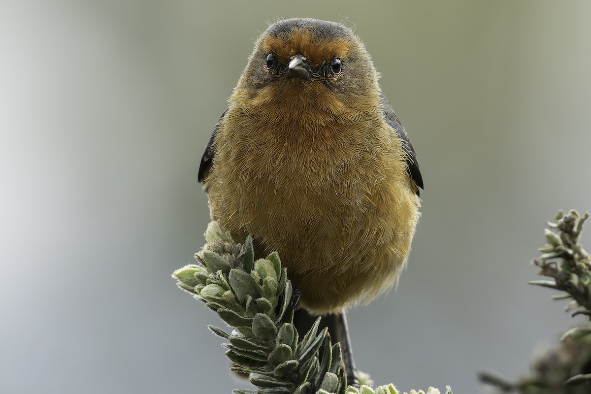 Rufous-browed Conebill - Grant Price