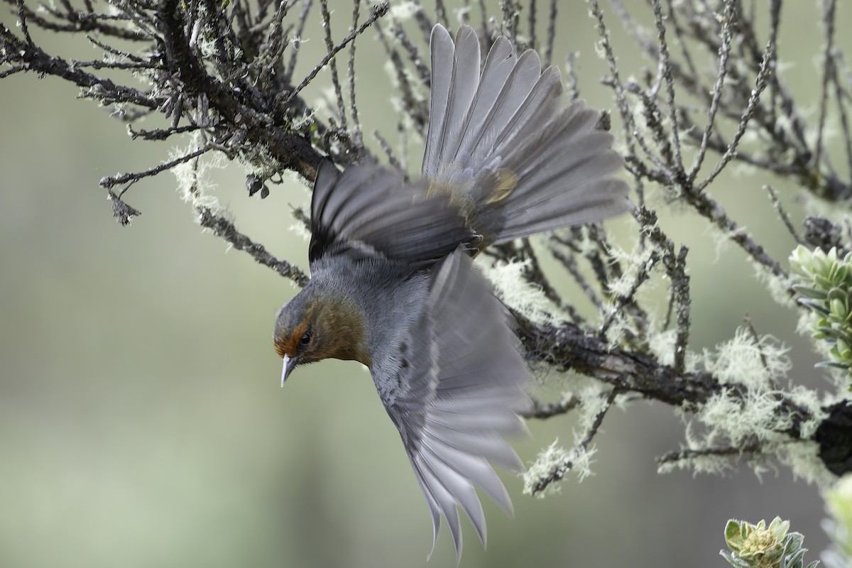 Rufous-browed Conebill - ML623471057