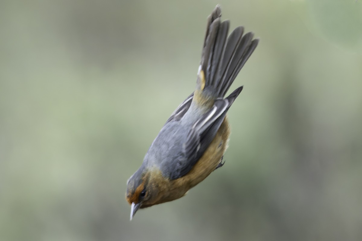 Rufous-browed Conebill - ML623471058