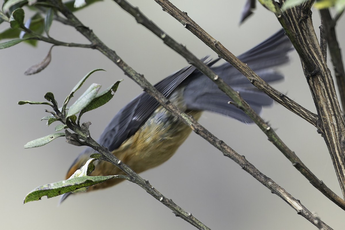 Rufous-browed Conebill - ML623471059