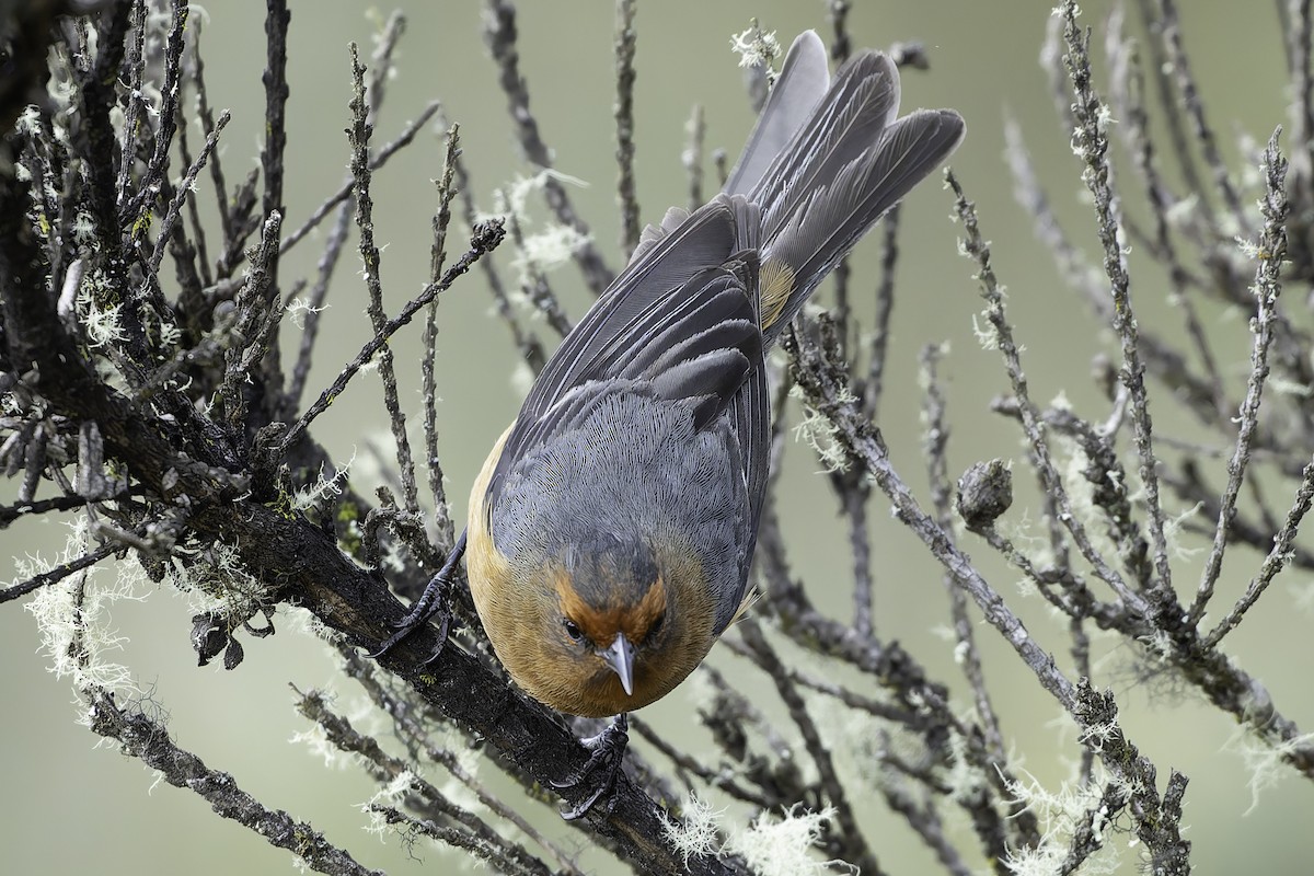 Rufous-browed Conebill - ML623471060