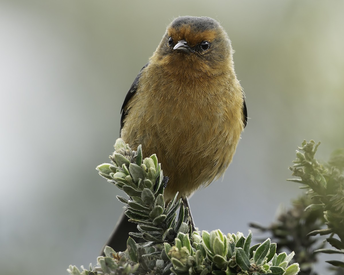 Rufous-browed Conebill - ML623471061