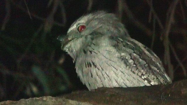 Tawny Frogmouth - ML623471065