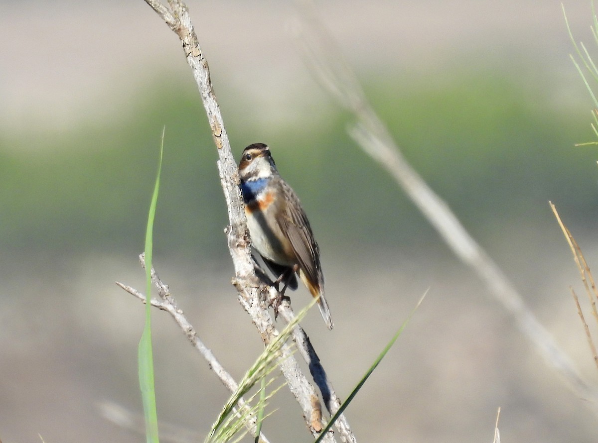 Bluethroat - Luis Gracia Garcés