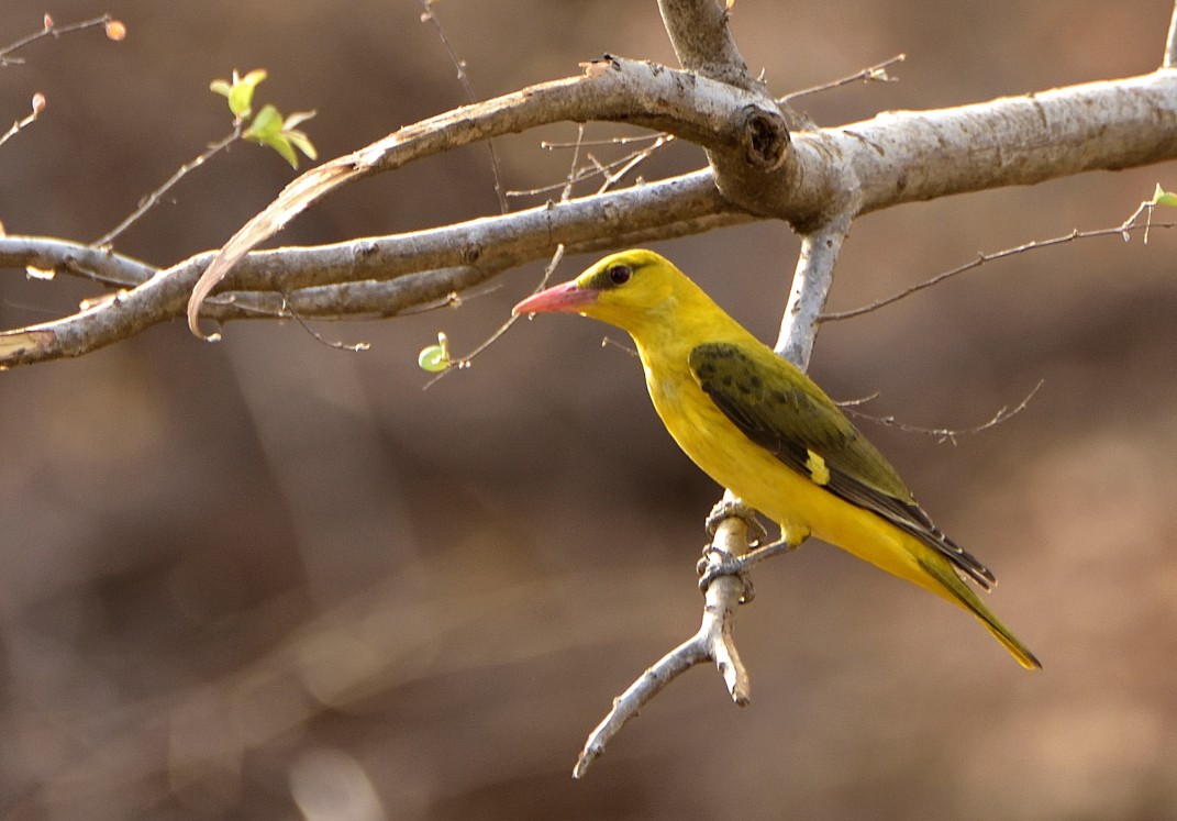 Indian Golden Oriole - ML623471084