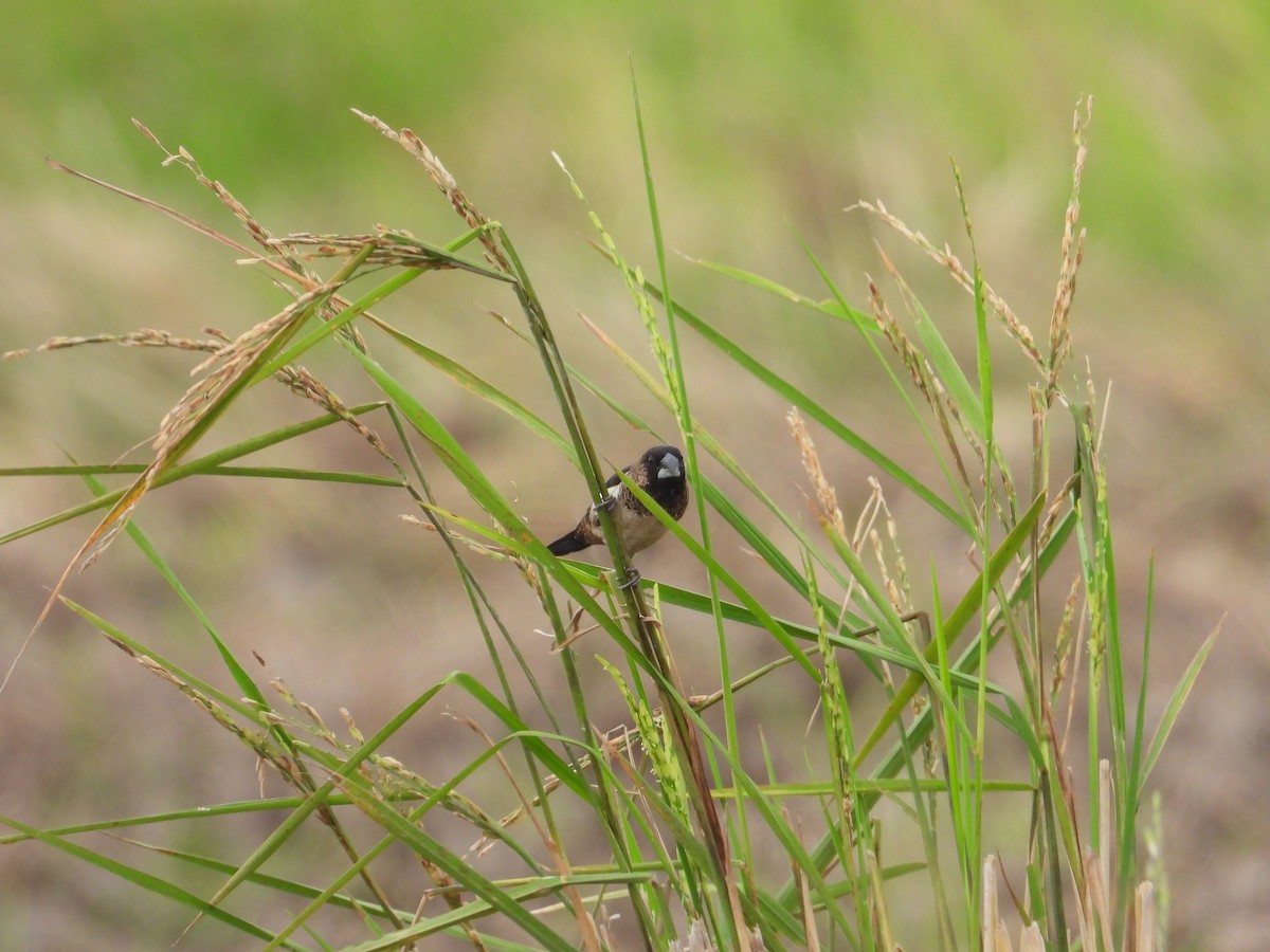 White-rumped Munia - ML623471089