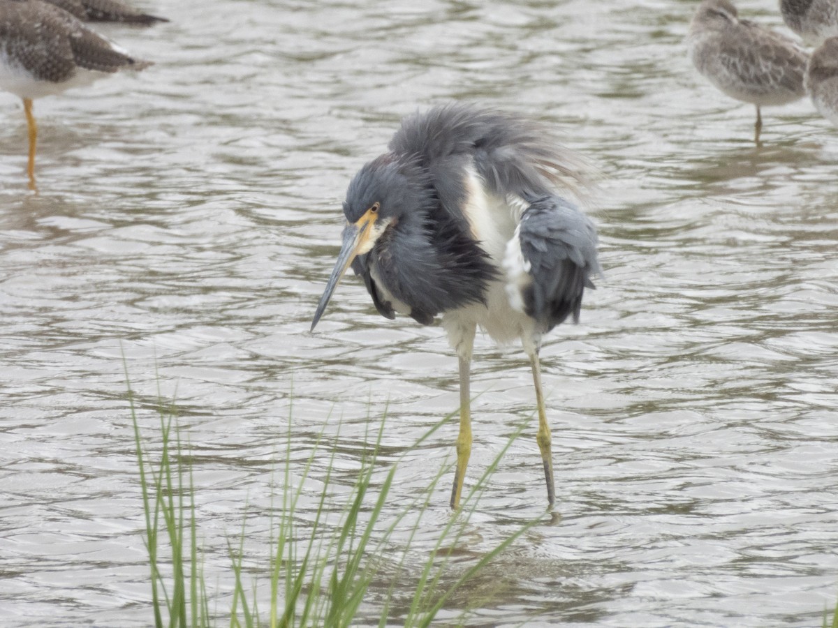 Tricolored Heron - ML623471128