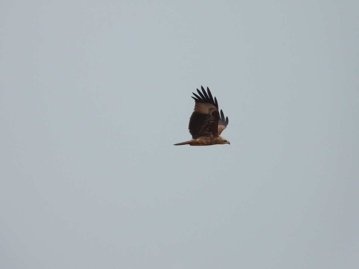 Brahminy Kite - ML623471152